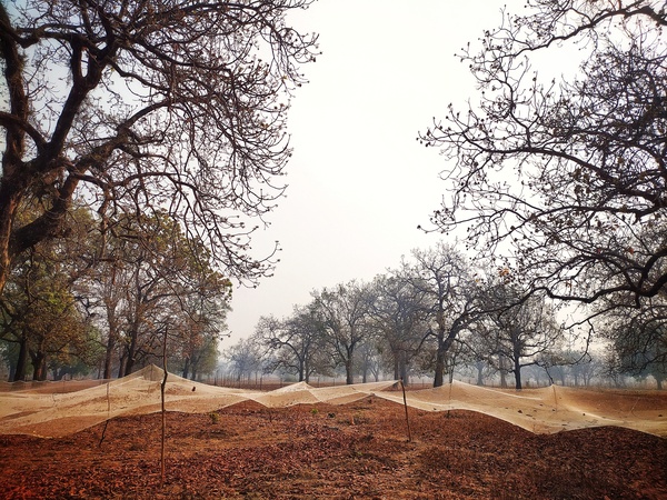 Mahua forest in India